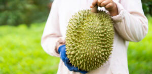 เกษตรกรถือทุเรียนส่งออก ราชาผลไม้สร้างรายได้