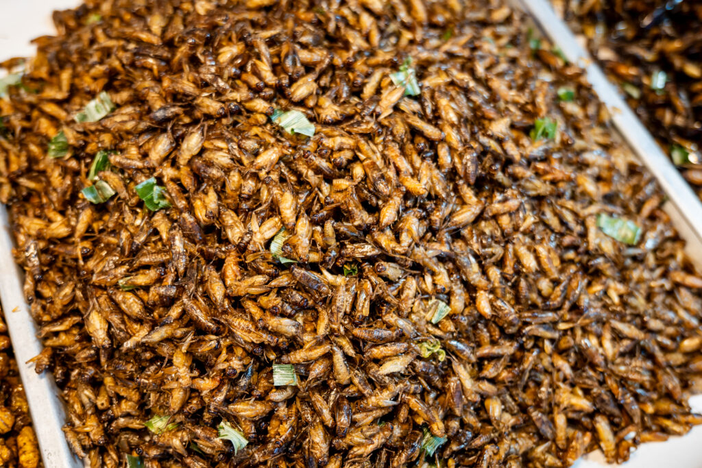 Fried-insects-1024x683 (New)