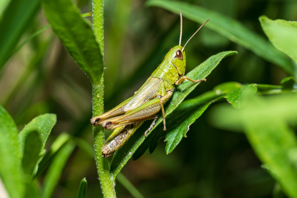 Grasshopper