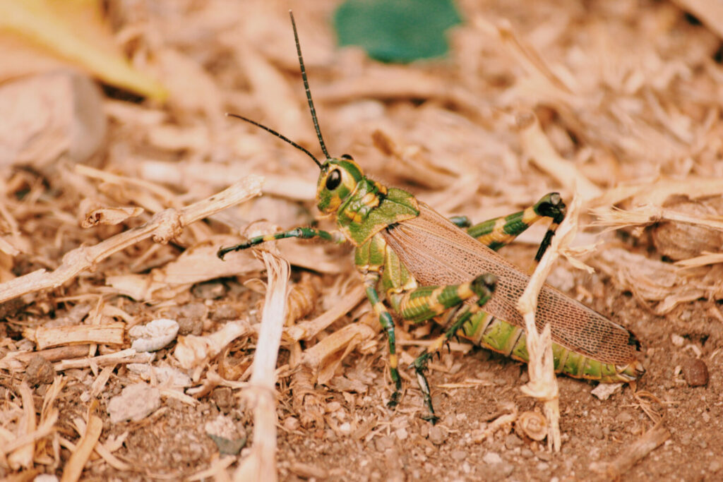 Mole Cricket