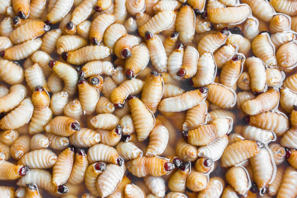 Silkworm